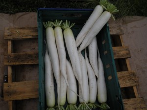Rzodkiew Summer Beauty F1 - Opak. 50g