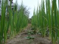DSC04161.JPG