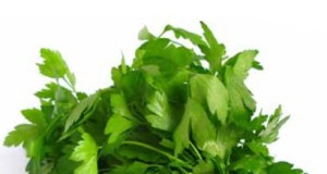 Kolendra Kairos - Opak. 1 kg nasion