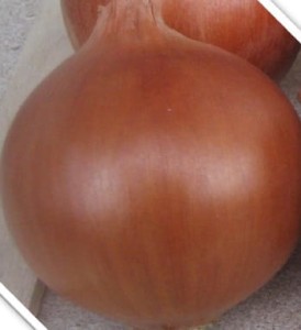 Cebula Lamyca F1 - Opak. 250000 nasion