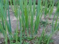 DSC04159.JPG