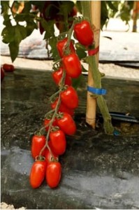 Pomidor Zuccherino F1 - Opak. 1000 nasion