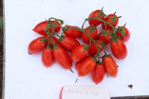 Pomidor Cavaliere Rosso F1 - Opak. 1000/5000 nasion