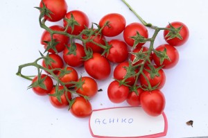 Pomidor Achiko F1 - Opak. 1000/5000 nasion