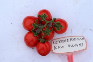 Pomidor Leonerosso F1 - Opak. 1000/5000 nasion