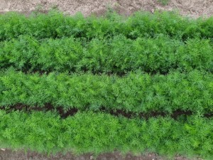 Koper Ceres - Opak. 0.5kg/1kg/5kg