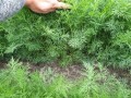 IMG-20210528-WA0001.jpg