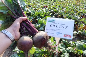 Burak PRIVILEGE CRX 409 F1 - Opak. 50000 nasion