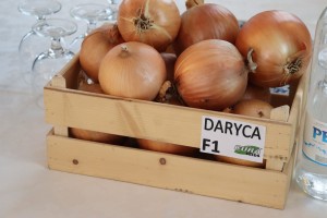 Cebula Daryca F1 - Opak. 250000 nasion