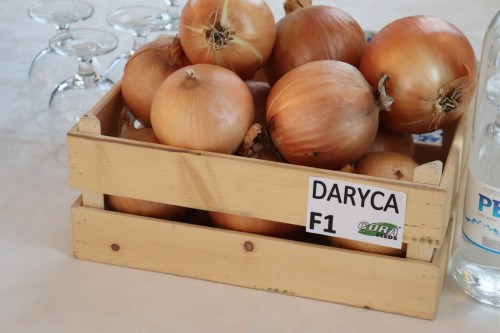 daryca.jpg