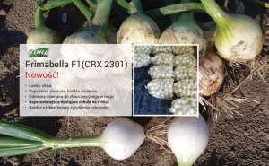 Cebula Prima Belle CRX 2301 F1 - Opak. 250000 nasion 