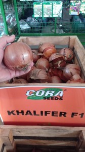 Cebula Khalifer F1 - Opak. 250000 nasion