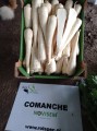 comache4.jpg