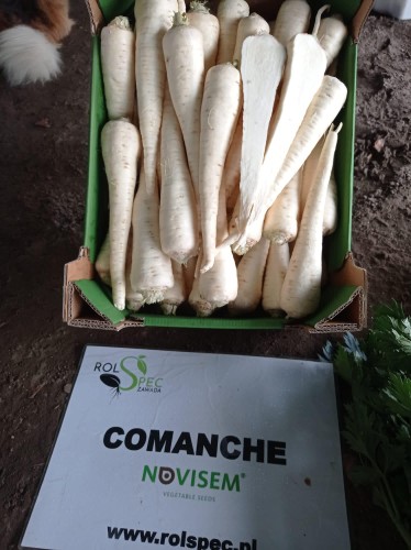 comache4.jpg