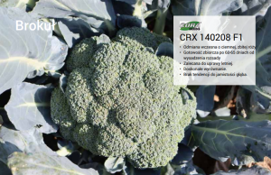 Brokuł CRX 140208 F1 - Opak. 2500 nasion  